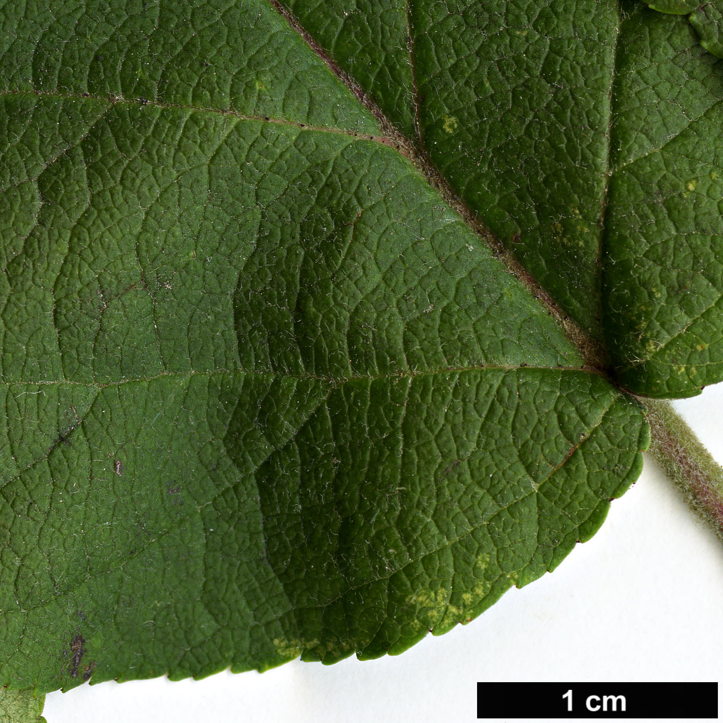 High resolution image: Family: Rosaceae - Genus: Malus - Taxon: yunnanensis - SpeciesSub: var. veitchii High resolution image: Family: Rosaceae - Genus: Malus - Taxon: yunnanensis - SpeciesSub: var. veitchii